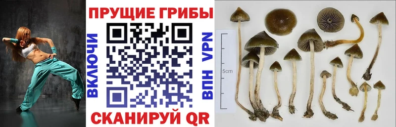 Галлюциногенные грибы ЛСД  Купить где  Лодейное Поле 